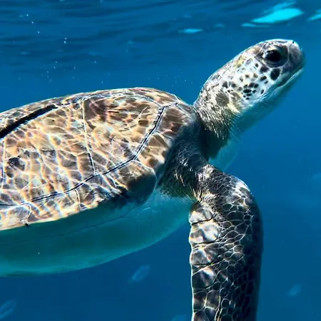 Jasmine Sirens Dom Na Cyprze