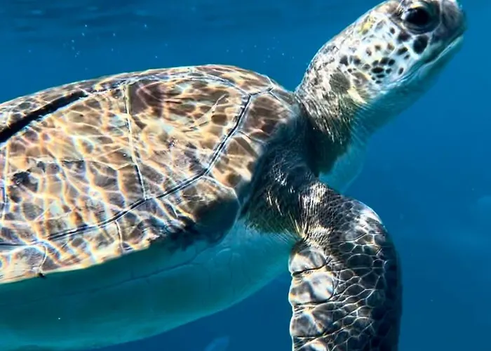 Jasmine Sirens Dom Na Cyprze